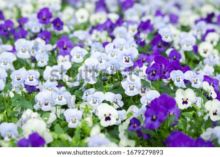 Purple and white pansy flowers