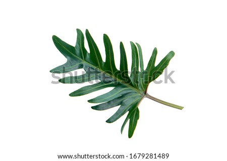 Fern leaves frame isolated on white background overhead view. Flat lay styling.