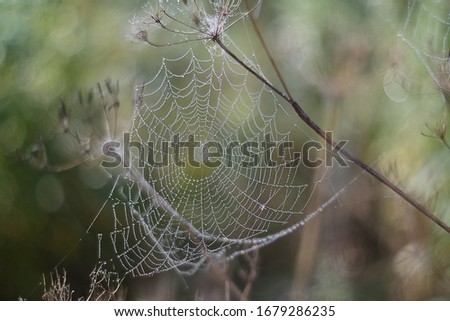 web in the dew, early morning