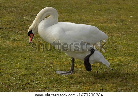 A Mute Swan (Cygnus Olor) striking an aggressive pose as it walks on grass.