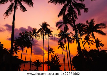 Silhouette tropical palm tree with sun light on sunset sky. Summer time