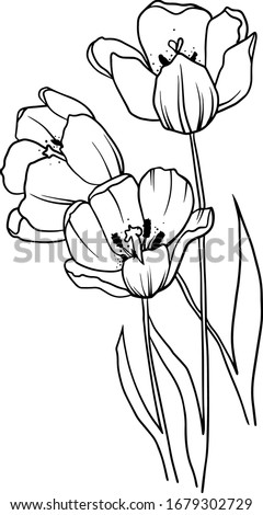 Flower with line-art on white backgrounds. Vector hand drawn illustration.