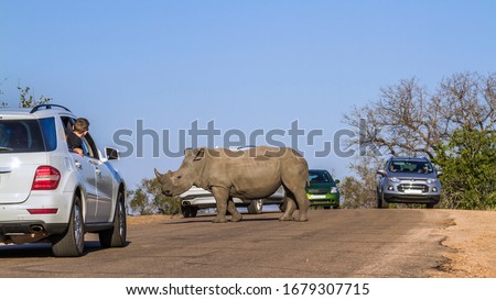 Southern white rhinoceros crossing road in between tourist cars in Kruger National park, South Africa ; Specie Ceratotherium simum simum family of Rhinocerotidae