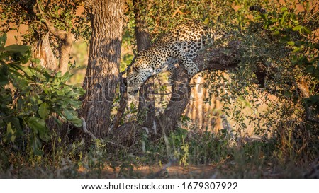 Leopard jumping down a tree in Kruger National park, South Africa ; Specie Panthera pardus family of Felidae