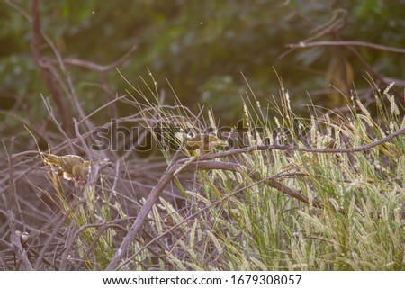 Yellow weaver with his pair