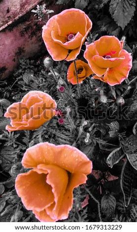 isolated poppy flowers with background