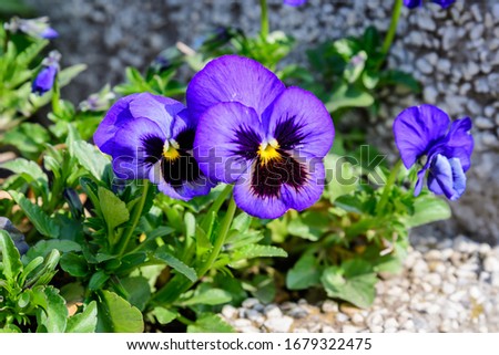 Close up of many delicate blue pansy flowers in full bloom in a sunny spring garden, beautiful outdoor floral background photographed with soft focus
