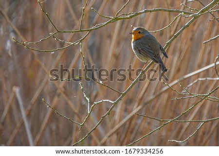 a robin sits on a branch and looks into the camera