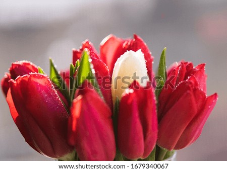 Close-up of bunch of tulips  in soft-focus in the background and foreground