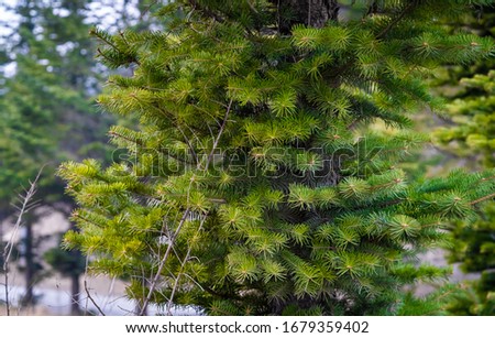 Pine and cypress just sprouting in spring in northeast China