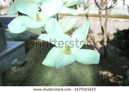 White magnolia blossom in spring season