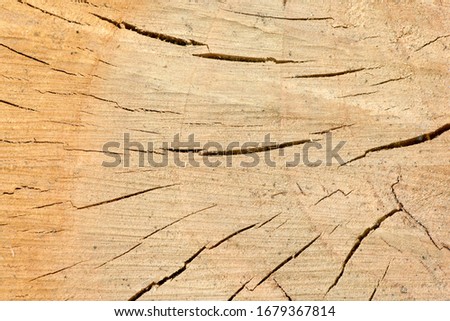 Top view of the surface of the fresh stump with annual rings closeup. For use as background. High resolution photo. Full depth of field.