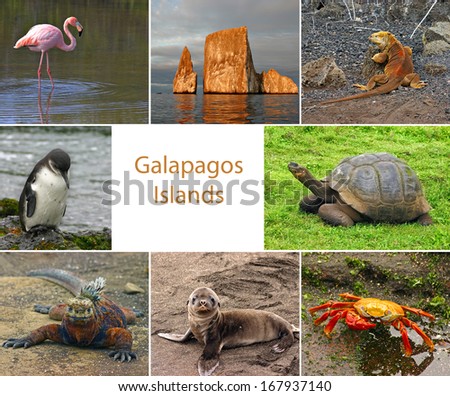 Collage of pictures from the Galapagos Islands with room for text