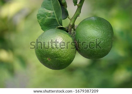 Dark green ball on a lemon tree with a green background.                               