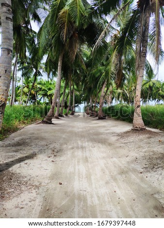 Way to the osean through Palm trees in the Maldives