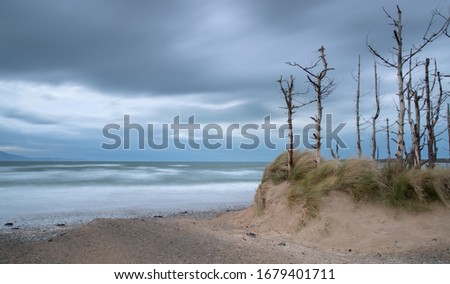 Dead trees in sand dunes at Newborough Beach