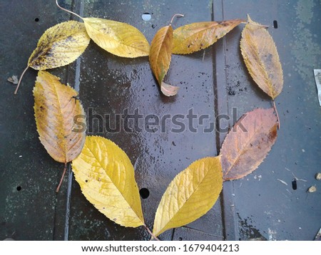 
Autumn romantic picture. The heart is lined with fallen autumn yellow leaves.