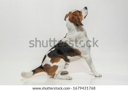Dog photography in the studio - beagle post in front of white background