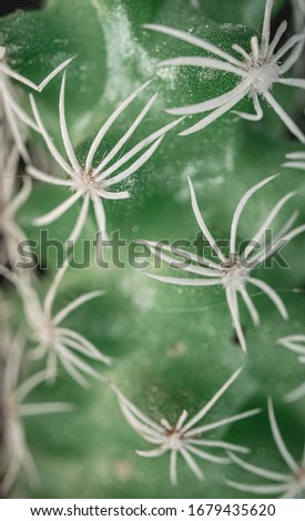 Macro, Abstract, Texture, Green - Cactus with white spikes  