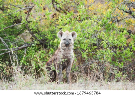  A Hyena pup in the wild