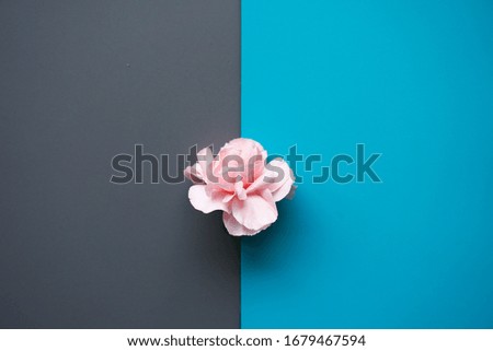 Flower on blue and grey background. 