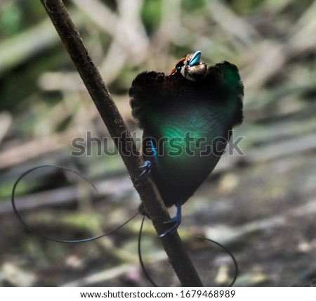 Magnificent Bird of Paradise displaying in the remote Arfak Mountains in Indonesia to seduce a female. Royalty-Free Stock Photo #1679468989