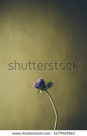 Closeup photo of purple flower on dark green background