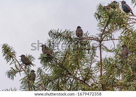 Starlings sit in a tree on Ruegen