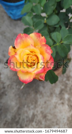 YALLOW ROSE FLOWER STOCK IMAGE
