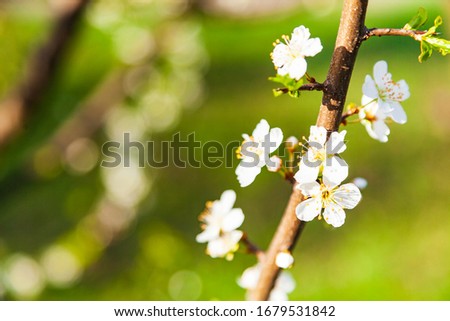 Flowering tree branch in spring. Beautiful landscape. Flowers close-up.