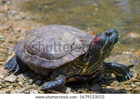 The red-eared slider (Trachemys scripta elegans) bask in the sun. It is the most popular pet turtle of the world, which is included in the list of the world's 100 most invasive species.