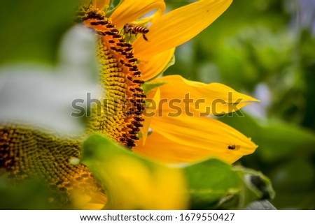 The view of sunflowers in the morning with a little bee