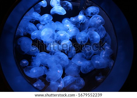 A circular window of aquarium tank showing a group of clear transparent translucent jellyfish with white circle pattern swim swirl and float in the deep dark black water, for wallpaper or background.