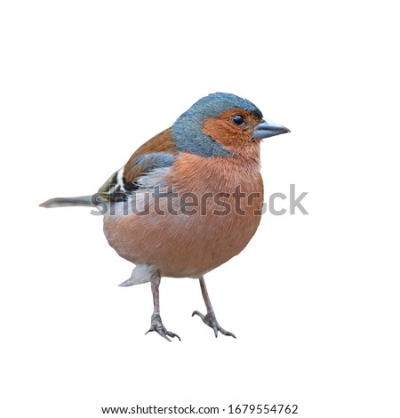 Male common chaffinch (Fringilla coelebs) isolated on a white background Royalty-Free Stock Photo #1679554762