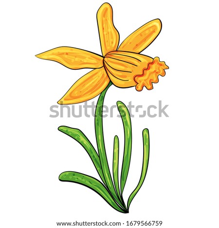 Narcissus. Easter illustration. Vector clip art illustration. Illustration of nature, plant elements, flowering.
