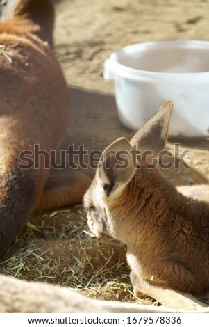 Brown kangaroo with big ears