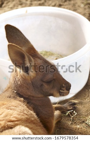 Brown kangaroo with big ears