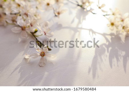 Blooming plum branches on light background