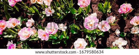 long row of tender pink flowers on green legs