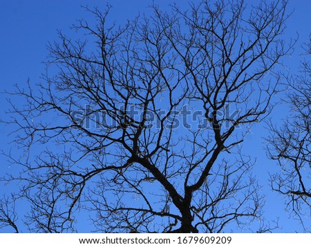 black tree branches against the blue sky