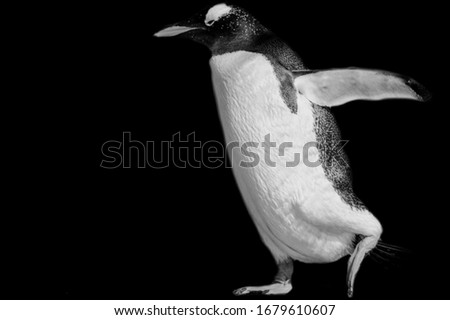 Cute Penguin Running On The Black Background