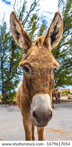 The friendly donkeys hanging out at the Grand Turk lighthouse just waiting for some tourists to come pet them and give them fruits