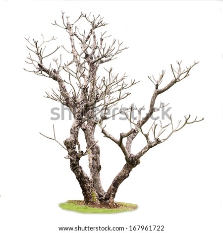Single old and dead tree Royalty-Free Stock Photo #167961722
