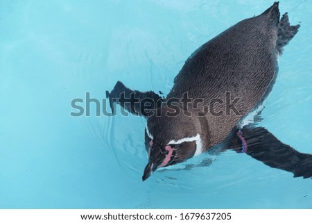 Penguin swimming in the pool