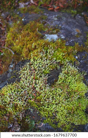 Moss on a stone, a green plant like velvet. Macro photo of a natural forest texture. Background for ecological stories in social networks, unity with nature.