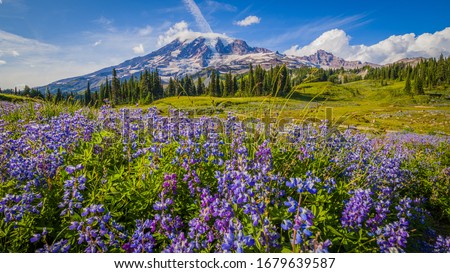 Wildflowers, Mount Rainier, Washington st  Royalty-Free Stock Photo #1679639587