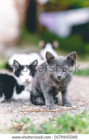 Two domestic kittens on street, isolated on green blurred background