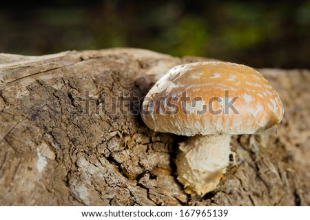 mushroom amanita pantherina