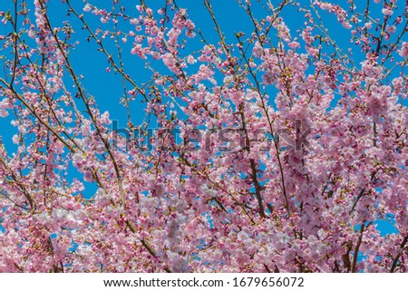 Cherry blossom in early spring against a blue sky