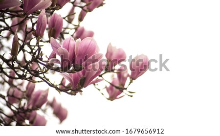 Closeup of magnolia blossom at spring in a public garden on white sky background